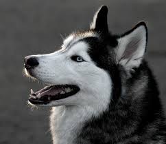 Husky 2