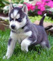 Husky 3